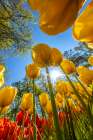 Netherlands-Lisse. Tulips in Keukenhof Gardens. Art Print